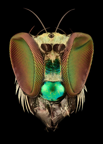 Extreme magnification - Long legged fly head close-up