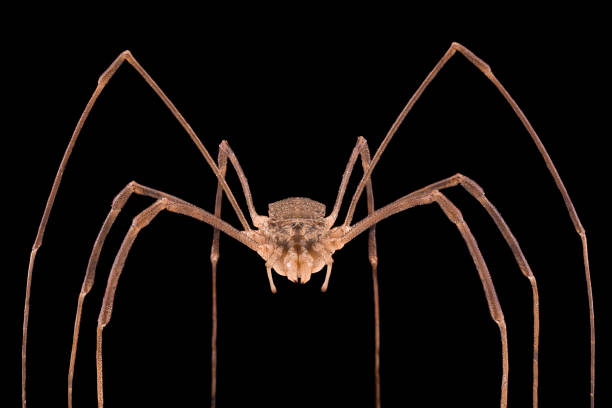 экстремальное увеличение - opiliones, комбайны, папа longlegs - phalangium стоковые фото и изображения