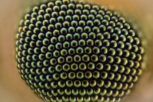 Extreme magnification - Mosquito eye 50:1 magnification Extreme magnification - Mosquito eye 50:1 magnification under the microscope compound eye photos stock pictures, royalty-free photos & images