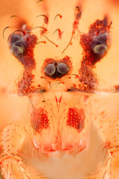 istock Extreme magnification - Scytodes thoracica, Spitting Spider 1063400496