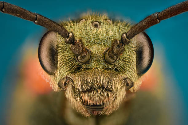 Extreme magnification - Wasp head stock photo