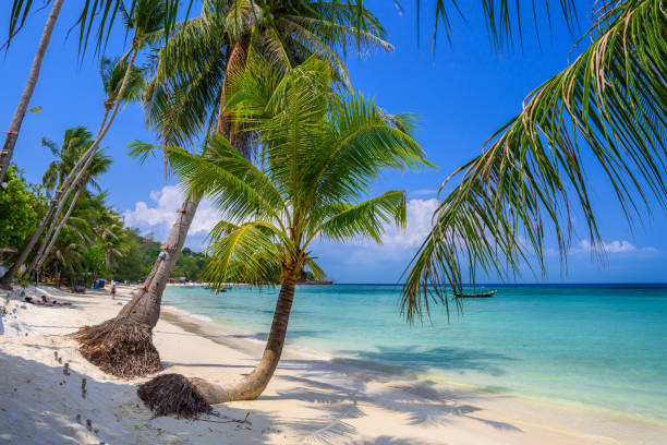 istock Coconut palms on tropical Haad Yao beach, Koh Phangan island, Su 1063401014