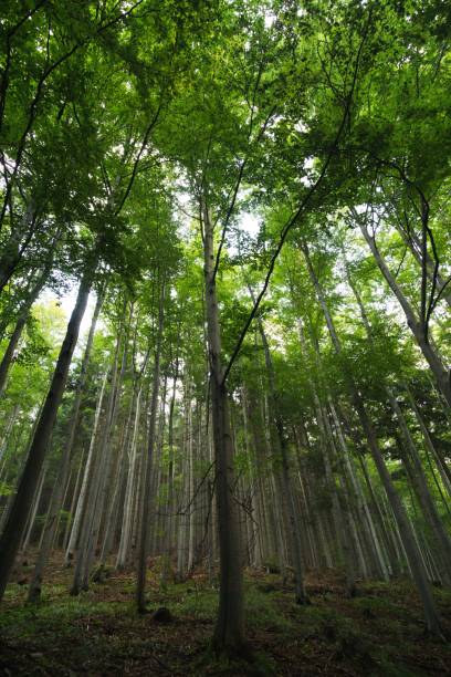 istock Magic trees and paths in the forest and on meadow. 1063403520