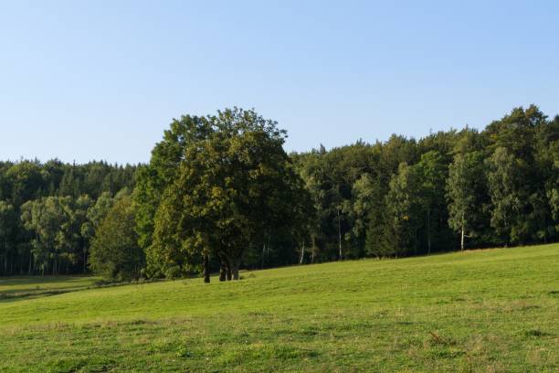 istock Magic trees and paths in the forest and on meadow. 1063403624
