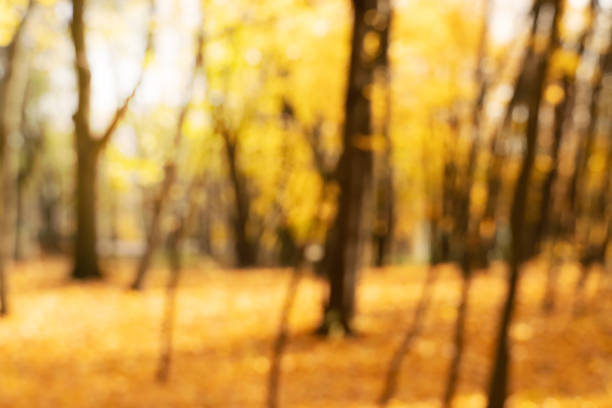 istock blur orange sunlight fall or autumn forest nature background 1063404156