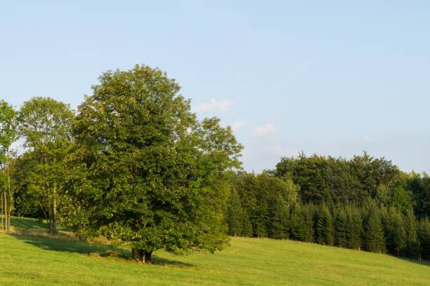 istock Magic trees and paths in the forest and on meadow. 1063404672