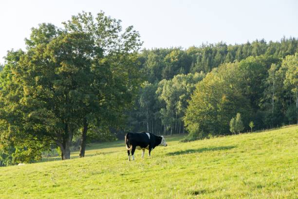 istock Cow on the farm 1063408106