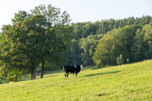 istock Cow on the farm 1063408124