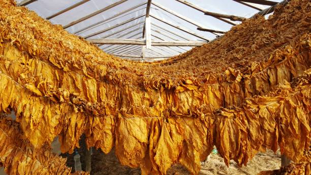 istock Drying tobacco leaves 1063408702