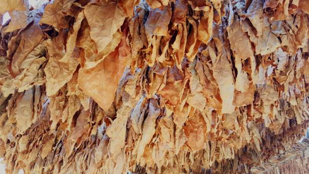 istock Drying tobacco leaves 1063408808
