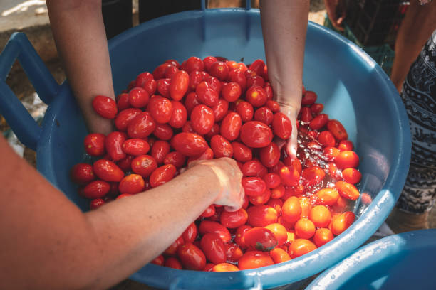 istock Making of Tomato sauce 1063415118
