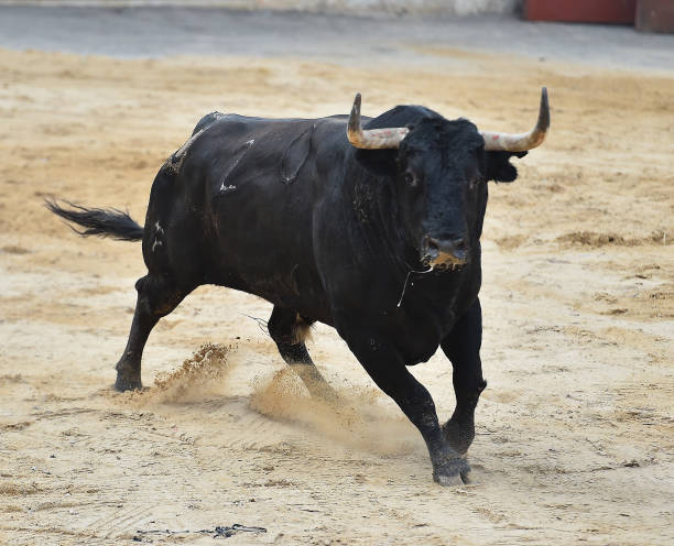 istock black bull in spain 1063416790