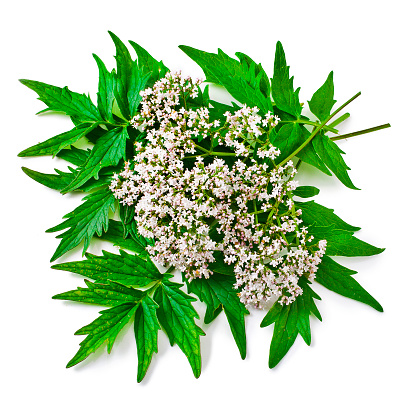 Valerian herb flower sprigs isolated on white background