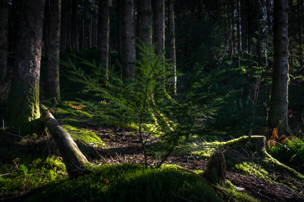 Fir tree sapling in a dense forest Fir tree sapling (young tree) taking root in the forest floor, among moss and debris of surrounding trees.  Bergen, Norway. forest floor stock pictures, royalty-free photos & images