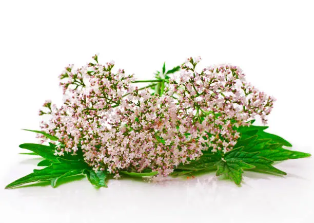 Valerian herb flower sprigs isolated on white background