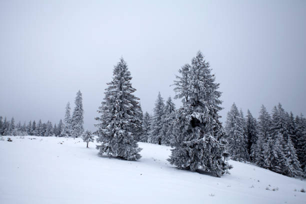 istock Snowy fir trees 1063417280