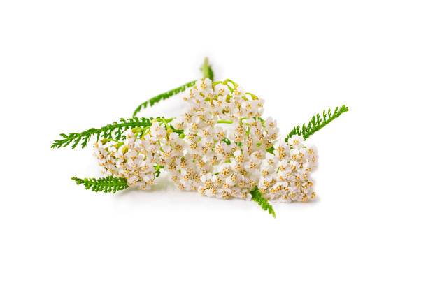 8,500+ Common Yarrow Herb Stock Photos, Pictures & Royalty-Free Images ...