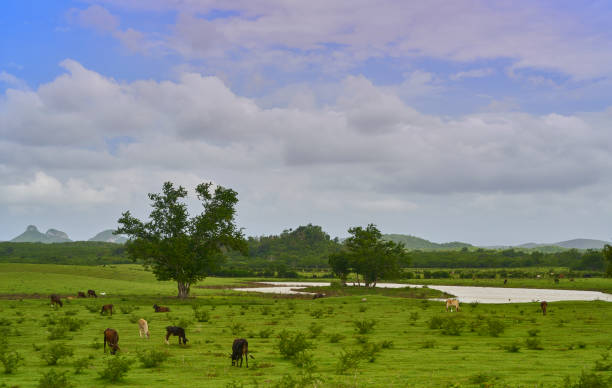 istock Cattle farm in the interior of Cuba 1063418898