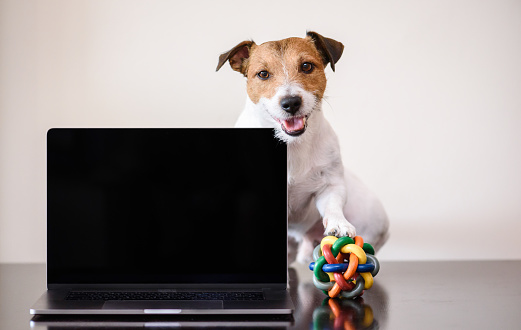 Concepto de equilibrio entre trabajo y vida con perro con pelota de juguete bajo pata interrumpir trabajo de autónomo photo
