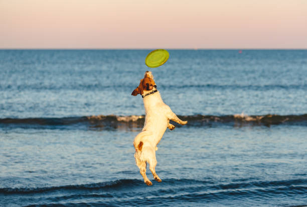 istock Dog jumping high playing with flying disk at sea beach at sunset 1063418958