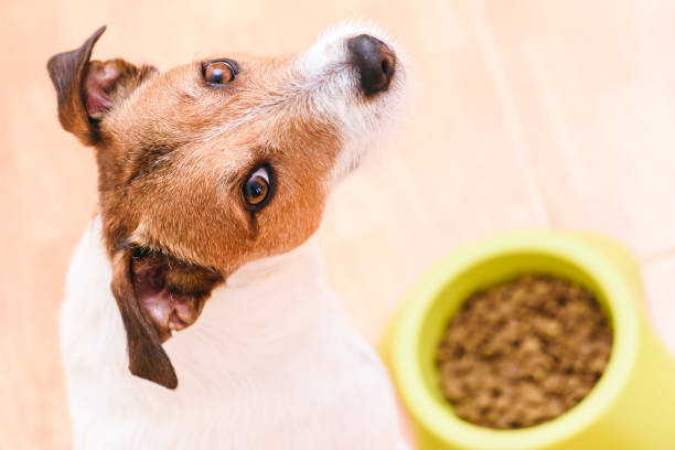 istock Dog eating pet dry kibble food from bowl looking into camera 1063418964