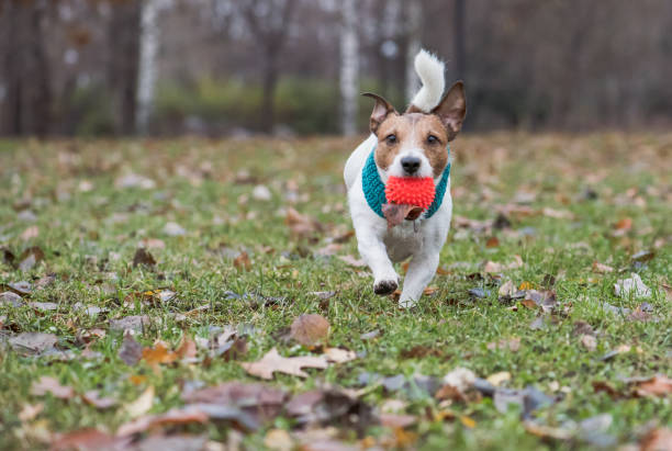 istock Dog fetches toy ball at fall (autumn) park 1063418968
