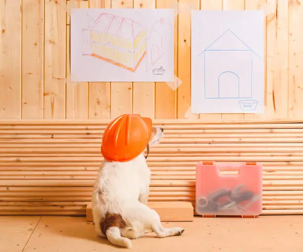 Photo of Dog as funny constructor with hardhat looking at blueprint of kennel