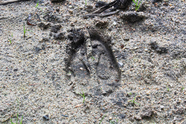 모래에 신선한 무스 트랙 - sand footprint track following 뉴스 사진 이미지