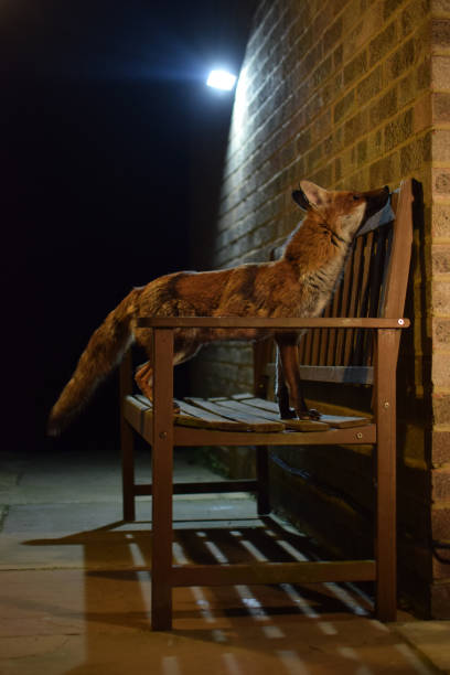 istock Red Fox On Garden Bench At Night Portrait 1063423816