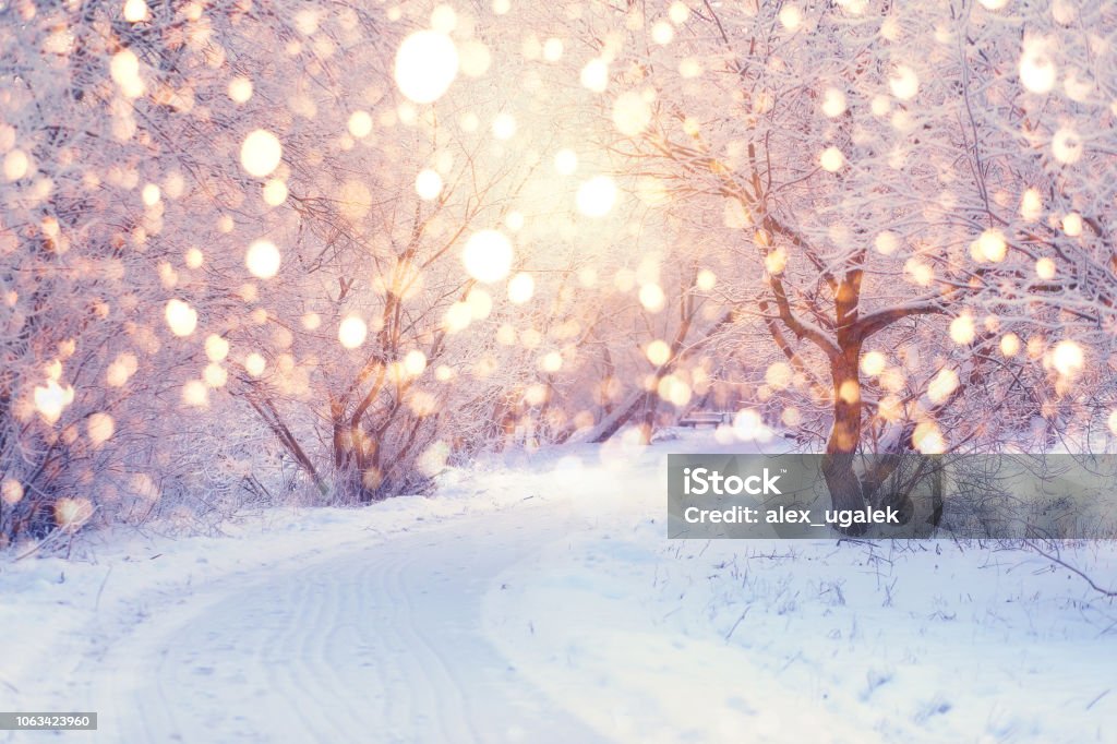 Winter holiday illumination Winter wonderland. Park covered by snow. Snowy footpath in park with frosty trees illuminated by christmas lights. Wonderful christmas or New Year background. Winter holiday illumination. Winter Stock Photo