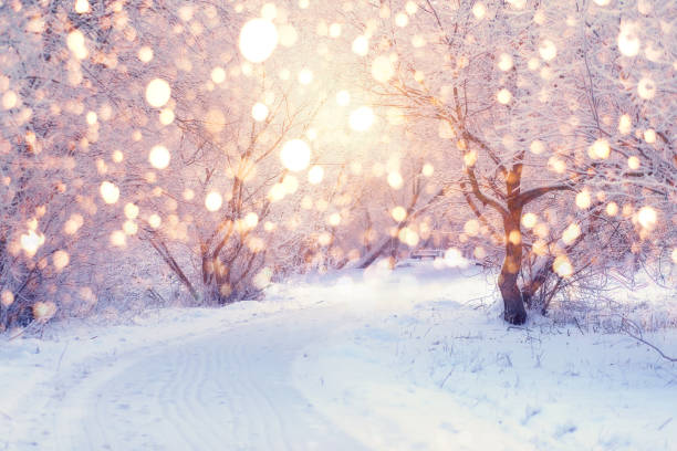 Winter holiday illumination Winter wonderland. Park covered by snow. Snowy footpath in park with frosty trees illuminated by christmas lights. Wonderful christmas or New Year background. Winter holiday illumination. deep snow photos stock pictures, royalty-free photos & images