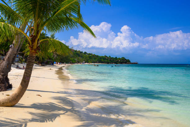 palme da cocco sulla spiaggia tropicale di haad yao, isola di koh phangan, su - coastline branch day summer foto e immagini stock