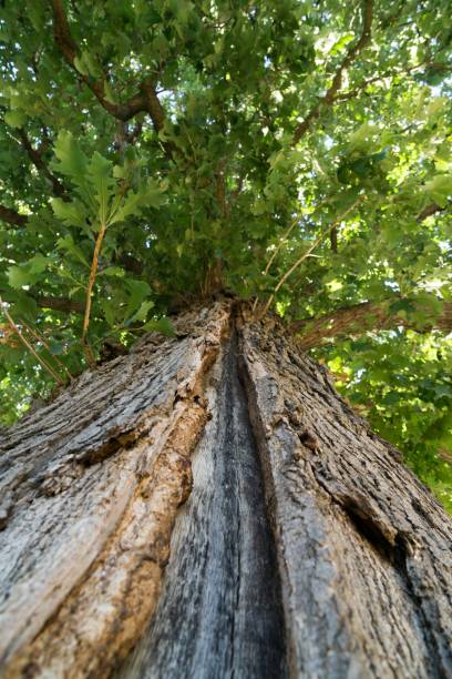 istock Bark of the old tree, hit by lightning. 1063426180