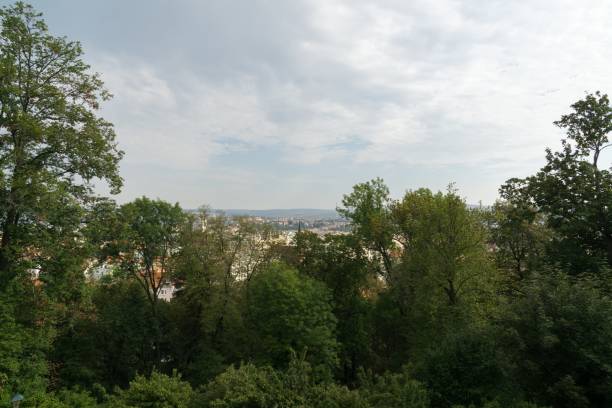 istock View to the city through tree branches. 1063426806