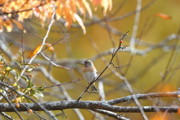 istock Brambling on a branch of tree 1063427614