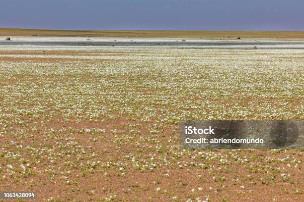 From Time To Time Rain Comes To Atacama Desert When That Happens Thousands Of White Flowers Grow Along The Desert From Seeds That Are From Hundreds Of Years Ago Amazing The Desierto Florido Phenomenom Stock Photo - Download Image Now