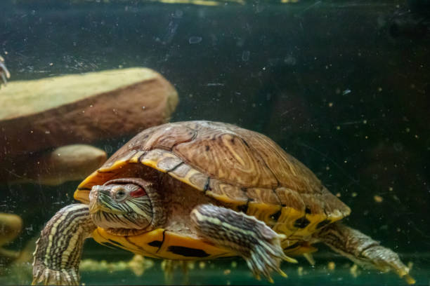 istock Beautiful turtle swims in the water 1063428602