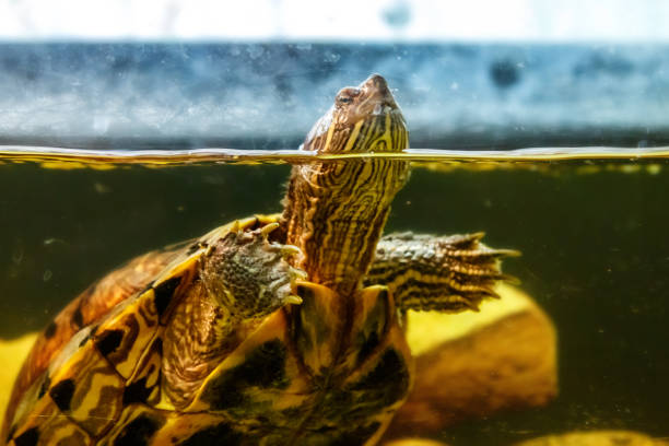 istock Beautiful turtle swims in the water 1063429724