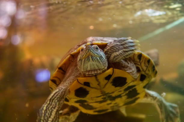 istock Beautiful turtle swims in the water 1063429762