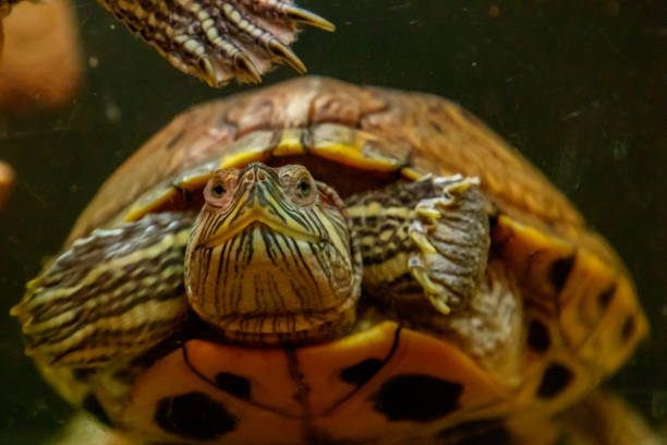 istock Beautiful turtle swims in the water 1063430880