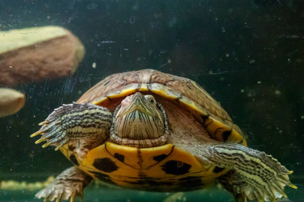 istock Beautiful turtle swims in the water 1063430928