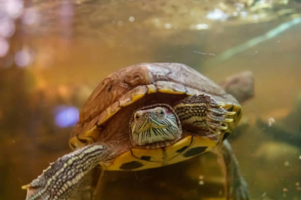 istock Beautiful turtle swims in the water 1063430966