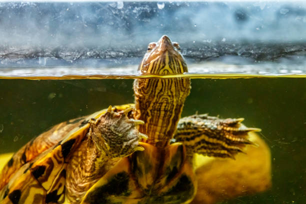 istock Beautiful turtle swims in the water 1063431026