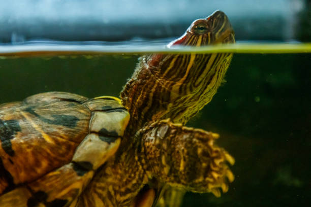 istock Beautiful turtle swims in the water 1063431086