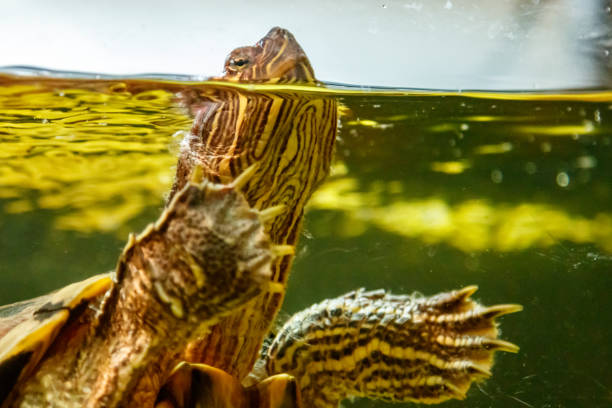 istock Beautiful turtle swims in the water 1063431136