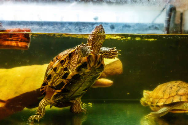 istock Beautiful turtle swims in the water 1063431178