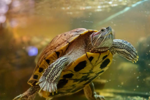 istock Beautiful turtle swims in the water 1063431196