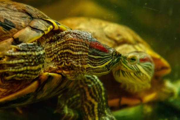 istock Beautiful turtle swims in the water 1063431216