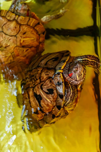 istock Beautiful turtle swims in the water 1063431344