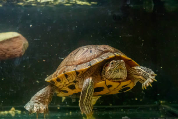 istock Beautiful turtle swims in the water 1063431364